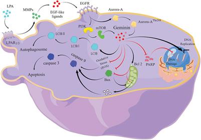 Lysophosphatidic acid suppresses apoptosis of high-grade serous ovarian cancer cells by inducing autophagy activity and promotes cell-cycle progression via EGFR-PI3K/Aurora-AThr288-geminin dual signaling pathways